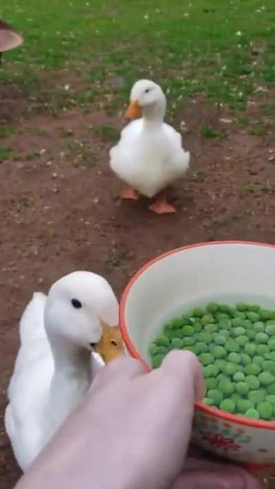 Peas was never an option