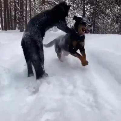 Rottweiler certified to teach Panthers