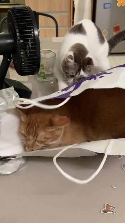 She had enough of this one braincell