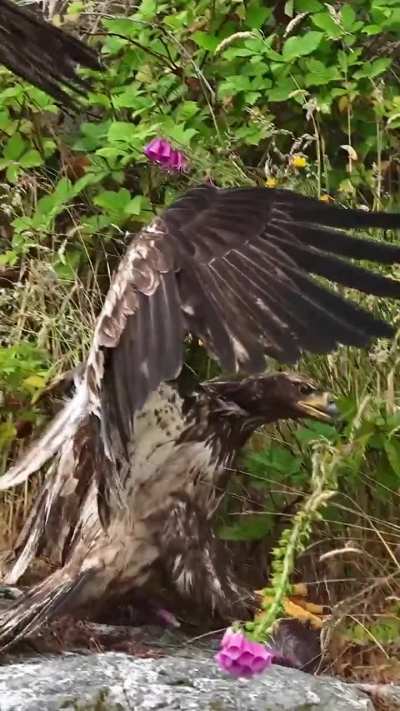 🔥Juvenile Eagle Slides in Grabs Fish
