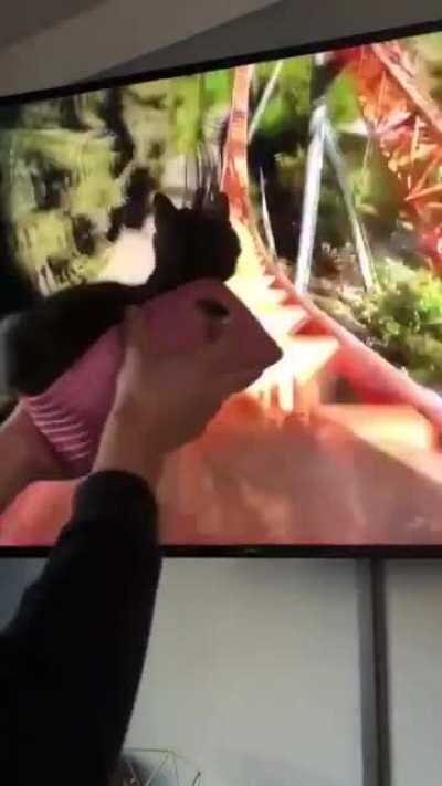 DAE KITTEN RIDES GE FORCE