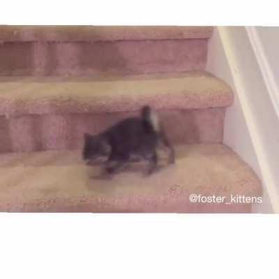 Fluffy kittens first time going down the stairs.