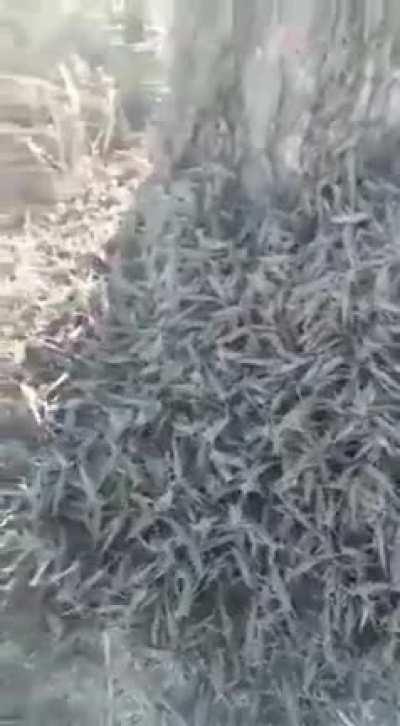 Tree barking, “barking”.