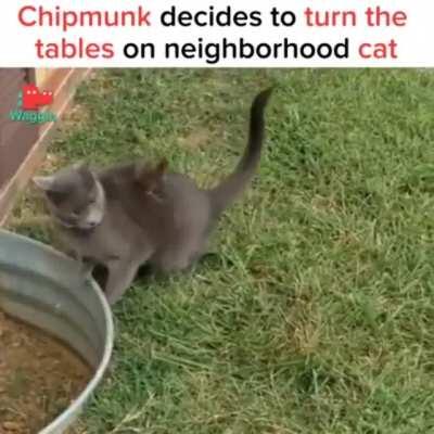 Chipmunk 1; Cat 0 (x-post from /r/funny)