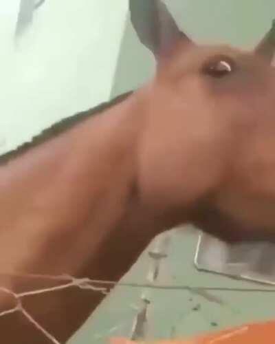 Anche Juan è entrato in stalla