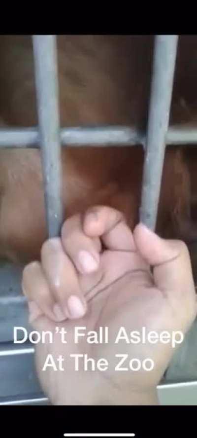 A quickie at the zoo.