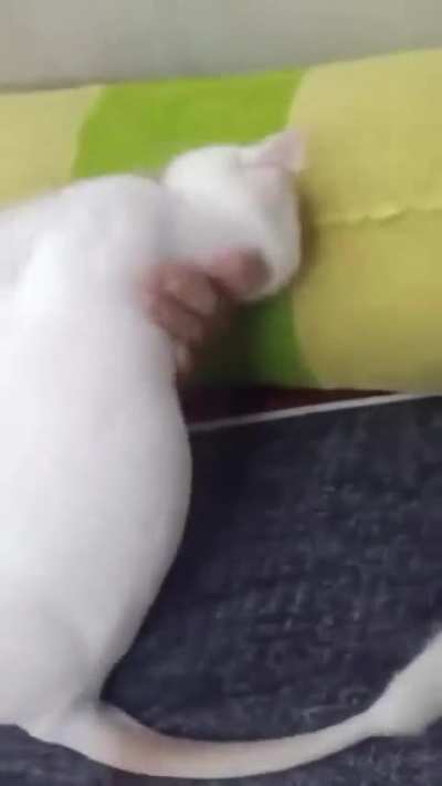 Wunktanamo Bay😔🥀