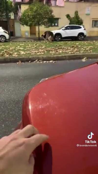 Que buena del perruqui