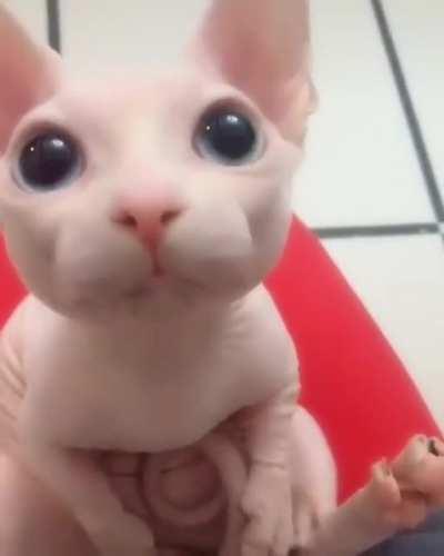 Adorable hairless