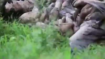 A wake of vultures waiting for their meal