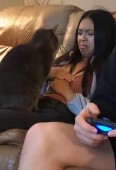 Cats can always sense the non cat person