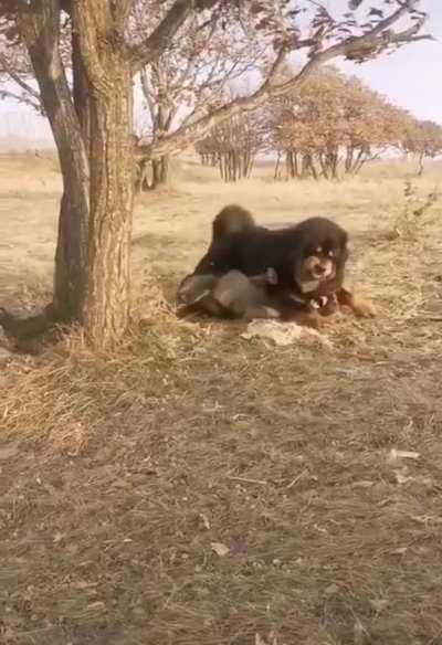 Mastiff vs wolf . display of dominance only