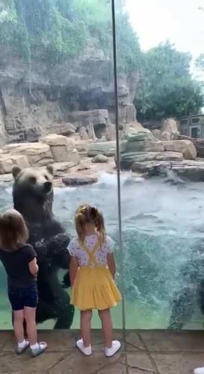 Bear wave pool