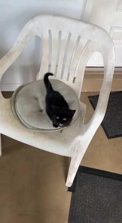 I rescued a kitten off the road a few months ago and she would not stop meowing the whole time I had her!