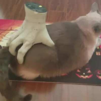 When she wants to incorporate toys.