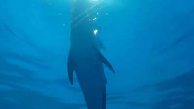The shedd aquarium in Chicago Pacific white sided dolphins