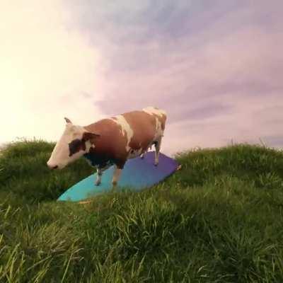 Surfing cow