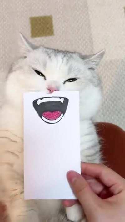 adding expressions to a cat!