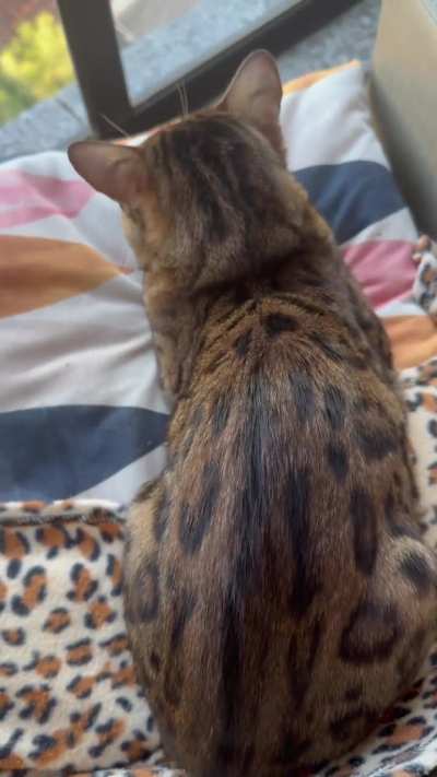 Problemas respiratórios