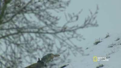 Lone Wolf kills an Elk with just one bite.