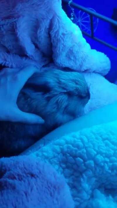 2 mins and 40 secs of a bunny being stroked to Kingdom Hearts