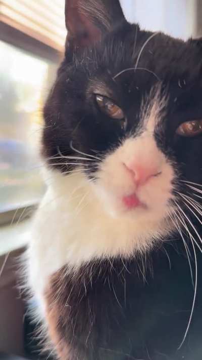 Stevie, 13, loves that I wfh now