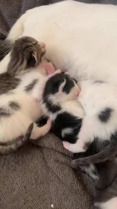 Here’s an illegally smol chomp