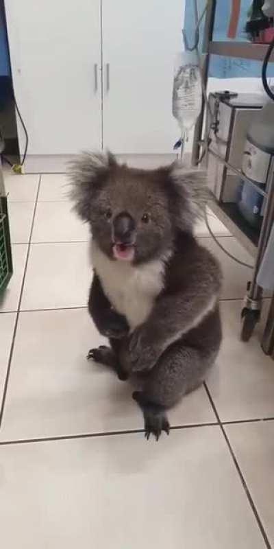 A koala yelling at the vet