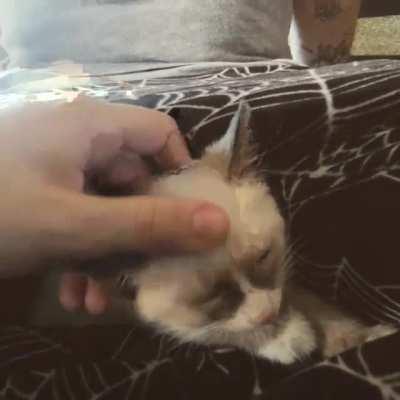 We got a baby today! Everyone meet Ausla :)