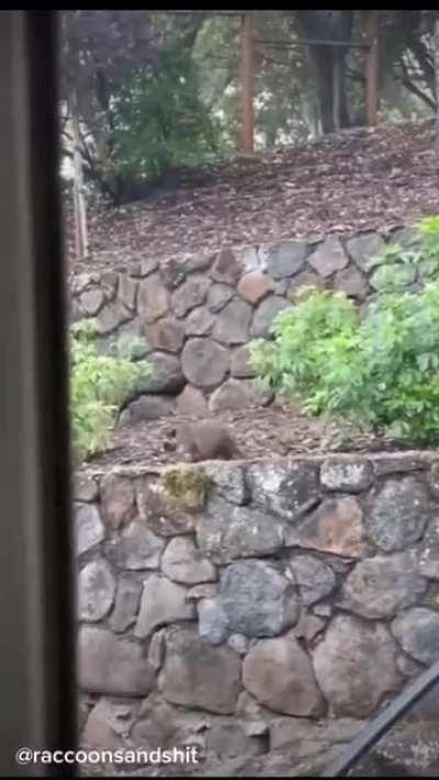 to round up the baby raccoons