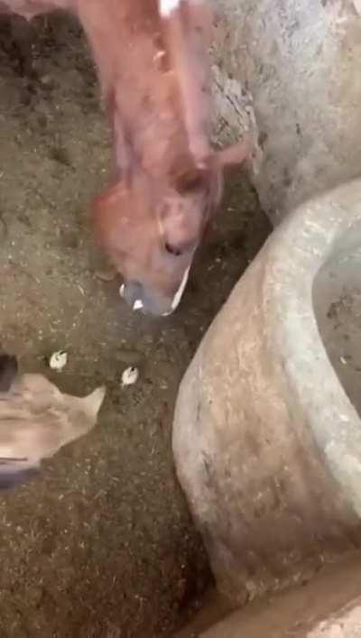 Horse eats chick in front of hen
