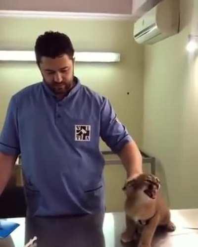 Caracal is not happy with the vet.