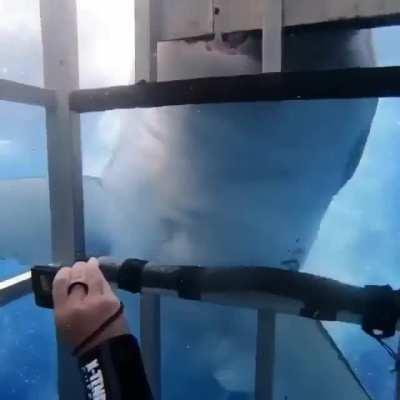 Meet Bullet, a 5.2 meter (17ft) female great white. She was named after 'bullet hole like' markings on either side of her dorsal. She enjoys shaking the shit out of steel shark cages