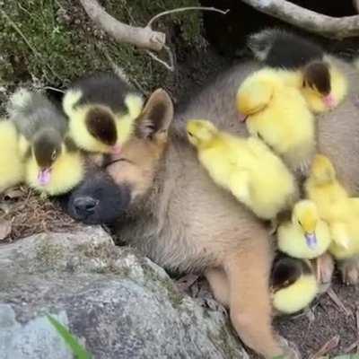 future shibes discovering dogecoin