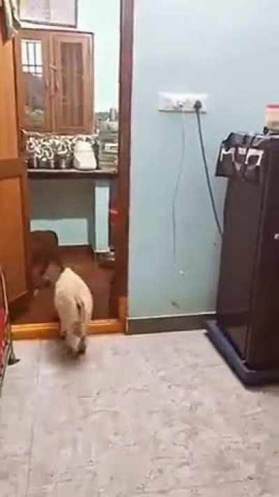 Punganur cows from Andhra Pradesh India ( smallest humped cattle breed) 