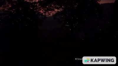 The dazzling displays of fireflies: Minmini (fireflies) a film shot at the Anamalai Tiger Reserve (Tamil Nadu)