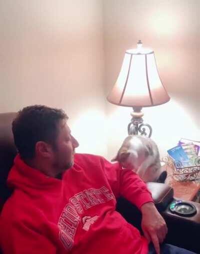 Excuse me, I require pets.