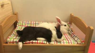 I caught Cheesecake doing this funny flop on camera, he rolled a little too far over 😂