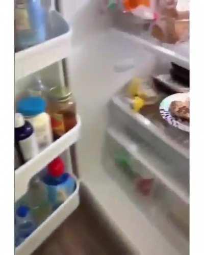 They open a fridge and within a millisecond the doggo...
