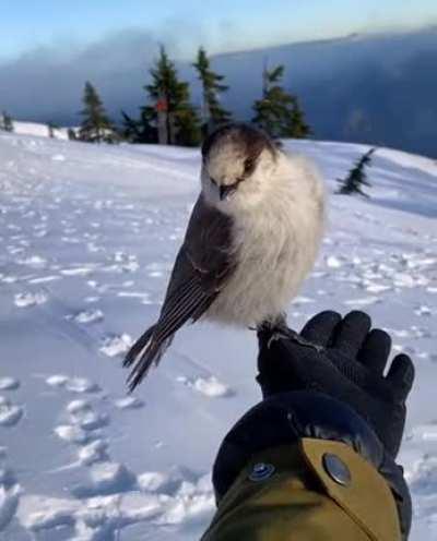 Держи, мужик