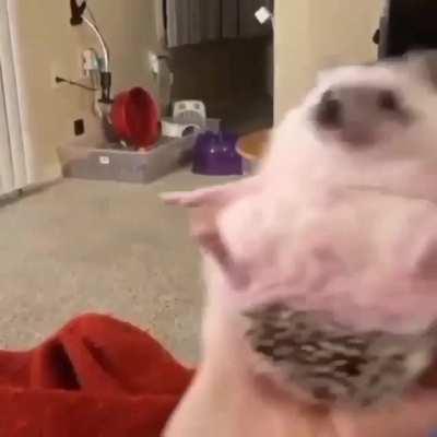 dorime… interimo atapare dorime…. ameno ameno latire!