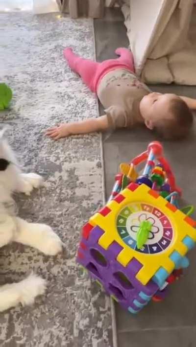 Is this a Maine coon?