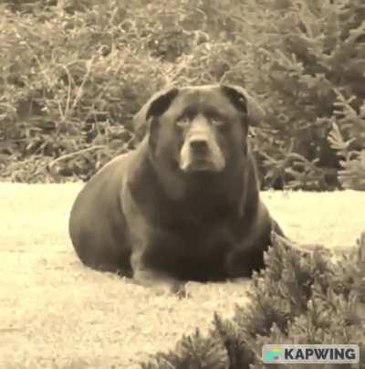 POV you're a Russian dying peacefully in the treeline near Bakhmut