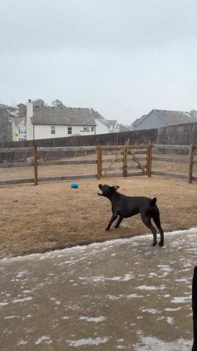 Miss Chloe was adorable trying to catch snowflakes over the weekend