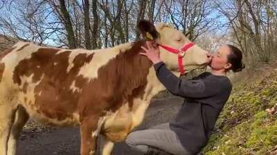 Making out with a cow