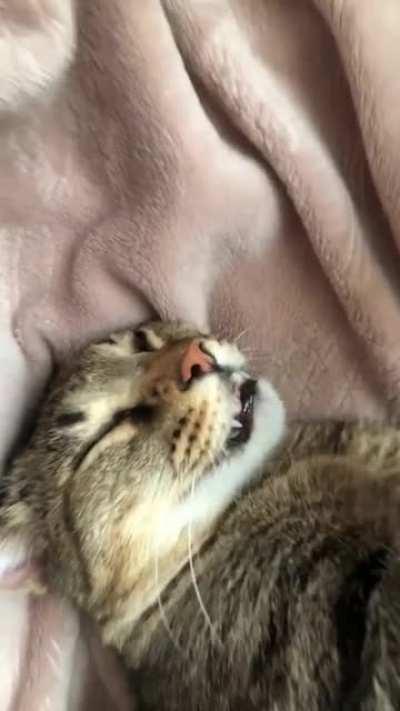 Knox and his teefies