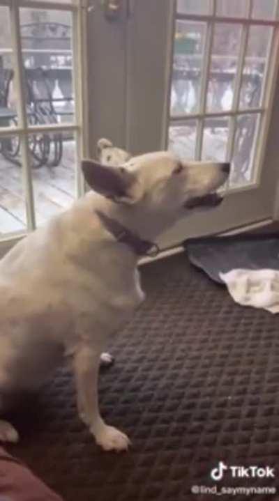 Dog thinks he’s barking