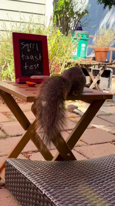 as suspected, squirt chooses ...walnuts!
