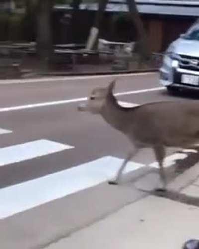 Not stopping at a crossing