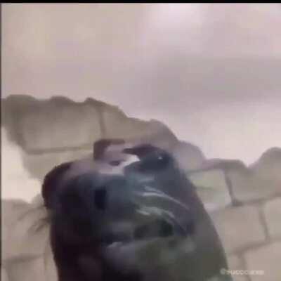 Era:2000’s genre: pop/indie